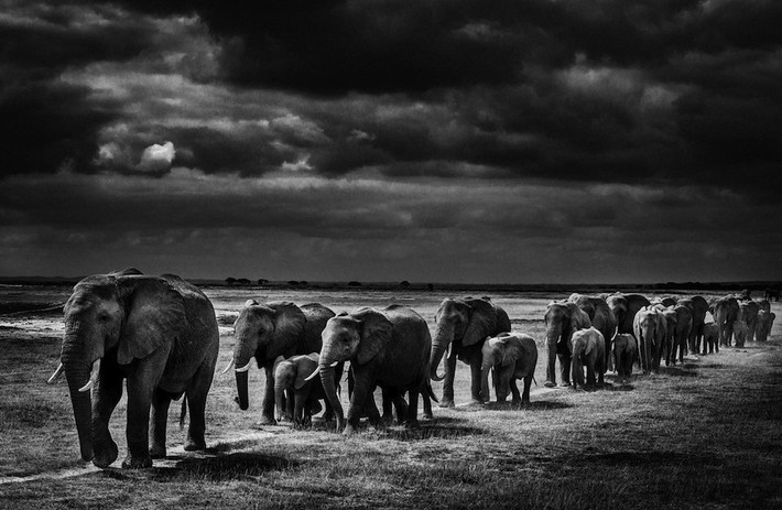 Hành trình của đàn voi,ảnh chụp tại Kenya, 2013.