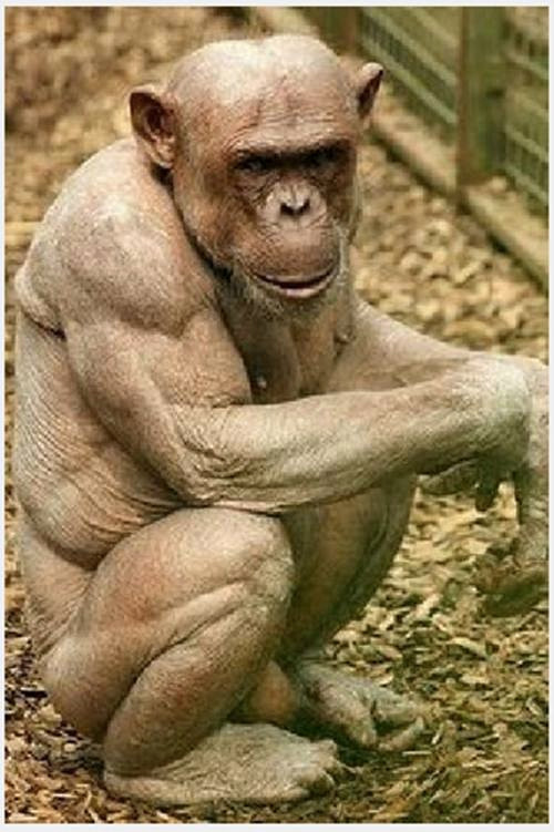 "Nude" toàn bộ, để lộ cơ bắp, con tinh tinh này còn khiến một số người phải ngưỡng mộ.