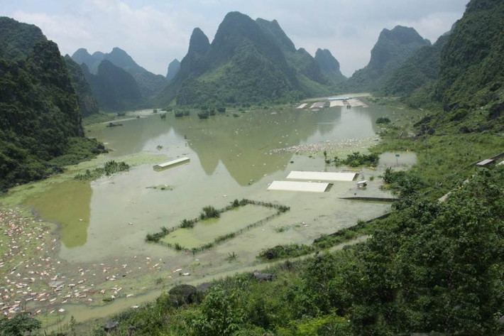 Ở khu vực sinh sống của dân tộc Dao, Quảng Tây, Trung Quốc vừa diễn ra một cảnh tượng kinh hoàng. Hơn một triệu đầu lợn chết đuối chìm dưới lòng nước và hơn 16.000 xác lợn nổi kín, che phủ mặt nước trên diện rộng.