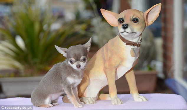 Bibity Bobity Boo là một cô chó chihuahua vừa được công nhận là con chó nhỏ nhất nước Anh với chiều cao thấp kỷ lục, chỉ hơn 7cm và chiều dài 15cm, trọng lượng cơ thể 0.7kg.