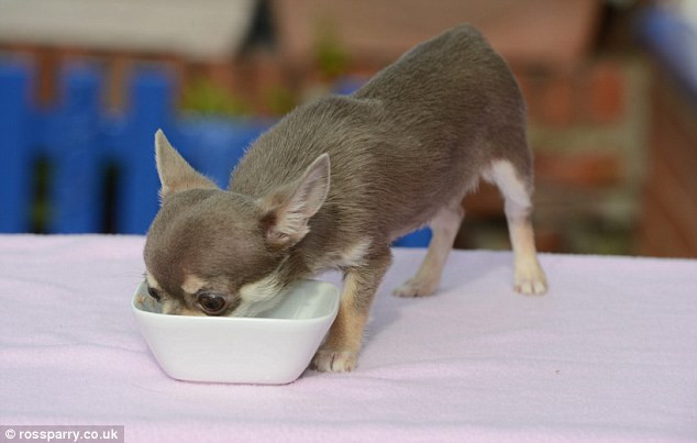 Cô chó nhỏ nhất nước Anh khiến người xem thích thú vì dáng vẻ đáng yêu.