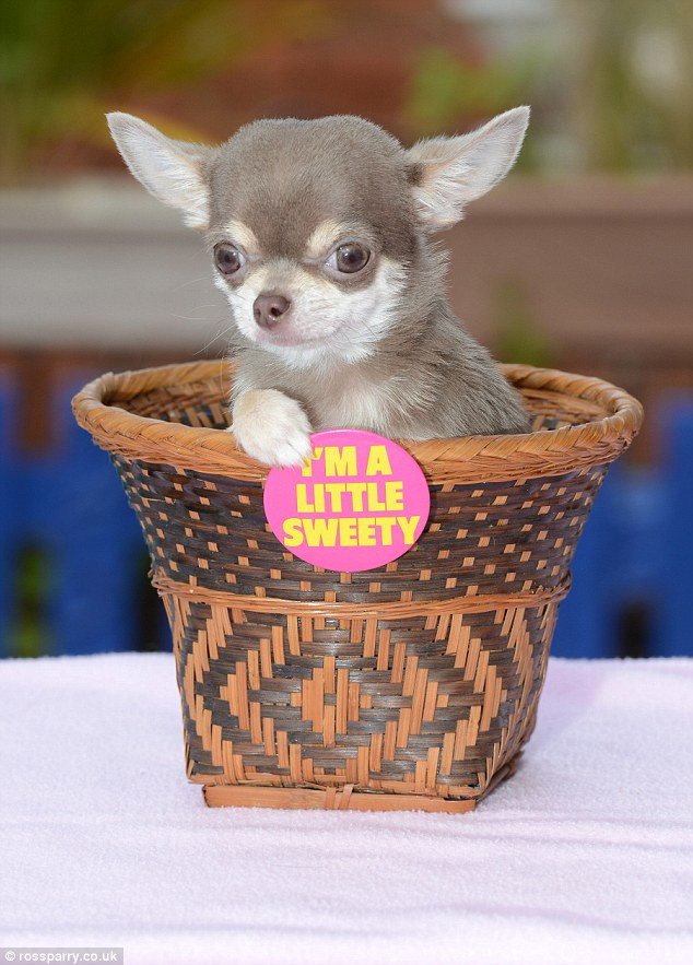 Chủ sở hữu của Bibity Bobity Boo là cặp vợ chồng Ron và Susan Lingham nói rằng kích thước của cô chó chihuahua này khiến cô nàng gần như hoàn hảo cho trò chơi trốn tìm và khiến mọi người cực kỳ chú ý mỗi khi đi dạo.