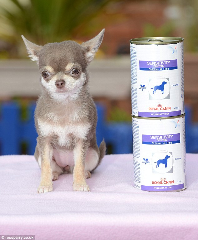 Khi đứng cạnh hai lon sữa, chó chihuahua Bibity Bobity Boo trông còn nhỏ con hơn.