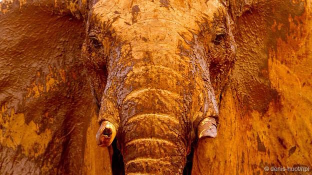 Ở Kenya, nếu như một con voi thấy có ong dưới gốc cây, nó sẽ ngay lập tức bỏ đi. Một số người đã lợi dụng thói quen này và nghiên cứu khả năng sử dụng ong để xua đuổi voi xâm chiếm đất trồng trọt.