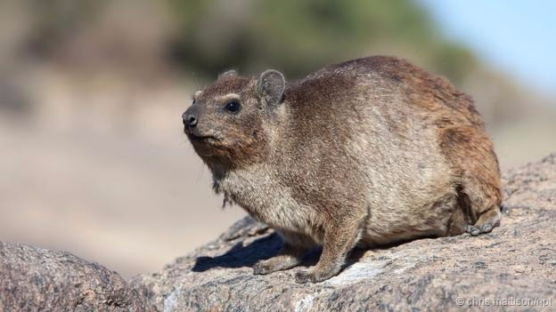 Có những tuyên bố rằng loài chuột Procavia capensis thuộc bộ Hyracoidea là loài vật có sự gần gũi nhất đối với loài voi tuy nhiên điều này không đúng. Mối liên hệ giữa loài voi và chuột thuộc họ Hyracoidea đã chấm dứt từ 65 triệu năm trước.