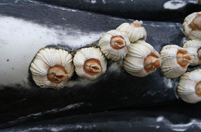 Con hà biển (Barnacle) sử dụng một chất keo tự điều tiết để bám chặt trên thân của cá voi lưng gù. Chất keo của loài hà này cực bám dính, theo như nhà khoa học Aznar, đây là chất keo có "tính chất cơ học phi thường", giúp nó bám vĩnh viễn trên thân của con cá voi, thâm nhập sâu vào da của loài động vật khổng lồ nơi biển cả.
