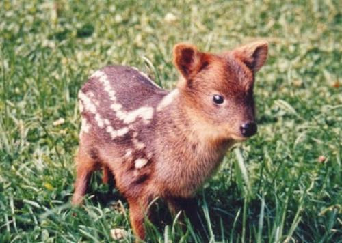 Kích thước nhỏ xinh khiến hươu con Pudu vô cùng dễ thương.