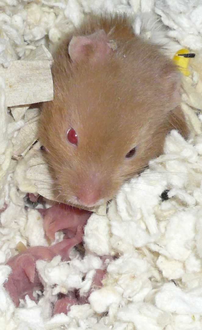 Chuột hamster có thể ăn thịt chính những đứa con đỏ hỏn của mình một cách không hề e ngại. Và kinh khủng hơn, trường hợp ăn thịt con đẻ và đồng loại của loài động vật dễ thương này cực kỳ phổ biến.