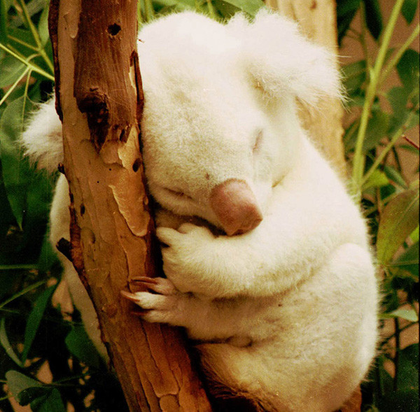Những động vật bạch tạng này trở nên đẹp một cách nổi bật. Con gấu koala này bị mắc bệnh bạch tạng, là một trong những nhân vật rất nổi tiếng của vườn thú San Diego với cái tên Onya-Birri, có nghĩa là "chàng trai quỷ sứ" trong tiếng của thổ dân Úc. Bệnh bạch tạng khiến Onya-Birri cực kỳ nổi bật so với đồng loại của mình, luôn là tâm điểm của sự chú ý.