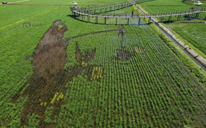 Để có được những bức tranh ấn tượng này cần có sự nghiên cứu kỹ lưỡng và khả năng tưởng tượng phong phú, phối màu của nhiều giống lúa khác nhau cũng như tính toán đến cả quá trình phát triển của cây lúa để đạt được màu sắc ưng ý nhất.