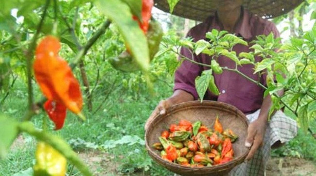Thậm chí, ở các vùng Đông Bắc Ấn Độ, ớt này còn được treo ở trên hàng rào hay đốt thành khói để xua đàn voi không đi vào vườn, nhà.