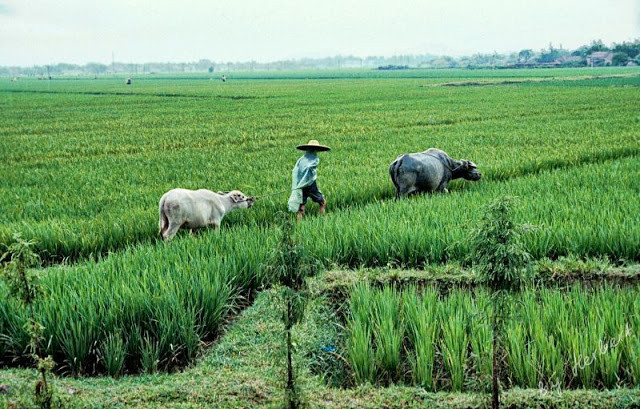 Người nông dân dắt trâu ra đồng.