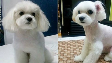 Trong khi đó, các cậu ấm cô chiêu ở Hàn Quốc cũng không tiếc tiền chi tới hàng nghìn USD để cho cún cưng phẫu thuật thẩm mỹ, xóa nếp nhăn và tiêm botox.
