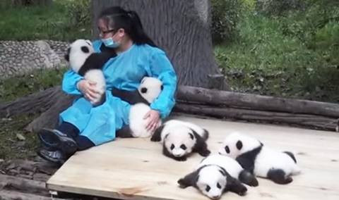 Ôm gấu trúc: Tại Trung Quốc, có một nghề rất độc đáo, "ôm gấu trúc thuê", thu nhập rất cao 32.000 USD/năm. Theo đó, người làm công việc này phải ít nhất 22 tuổi, có tình yêu động vật, cẩn thận, chu đáo. Công việc hàng ngày ôm và dỗ đàn gấu trúc con, cho chúng ăn, dọn chất thải.