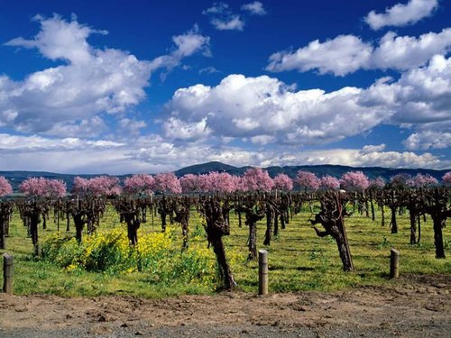 Trên ảnh là vườn nho của gia đình Trefethen, bên ngoài thị trấn Napa, thuộc thung lũng Napa, bang California. Loại rượu từ vườn nho này từng đoạt giải cao nhất của hội rượu vang Chardonnay. Thương hiệu vang của gia đình Trefethen đã có chỗ đứng vững chắc trong 30 năm qua.