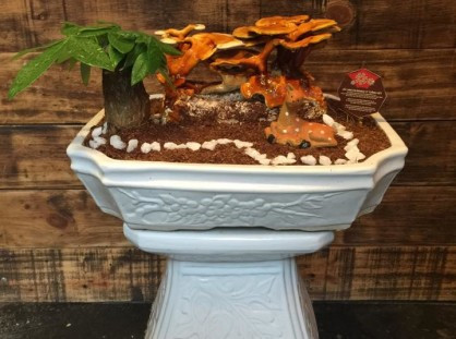 Điểm độc đáo khiến nhiều người chọn chậu bonsai nấm linh chi làm vật trang trí là vì nấm có mệnh mộc, sắc đỏ, mang đến cho chủ nhân sự may mắn, trường tồn.