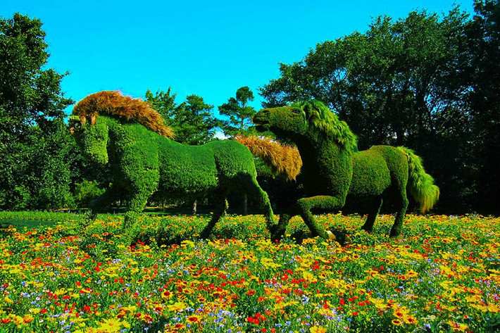 Qua bàn tay khéo léo của nghệ nhân, những cây bonsai hóa thành những chú ngựa đẹp lạ.