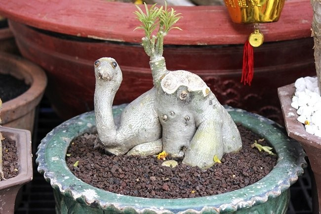 Cây sứ hình con lạc đà.