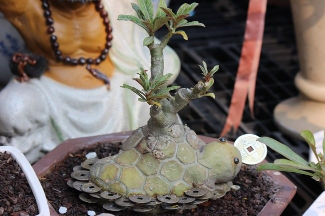 Một con rùa bằng cây sứ.