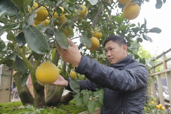 Cũng tại làng Tứ Liên này, anh Bùi Đức Thọ, sở hữu một cây bưởi Diễn khủng với 5 thân (ngũ phúc) ra nhiều quả, cao khoảng 3,5m, tán rộng, có thâm niên trên 20 năm.
