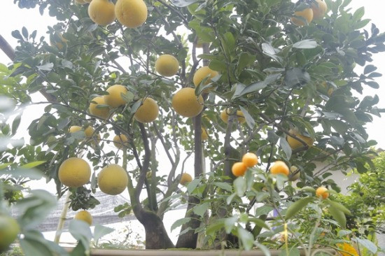 Theo anh Thọ, cây bưởi này đã được đem đi triển lãm trong nhiều dịp. Có rất nhiều người đến xem và trả giá lên đến vài cây vàng nhưng anh vẫn chưa bán. Anh chỉ muốn cho thuê chơi Tết với giá 60-70 triệu đồng.