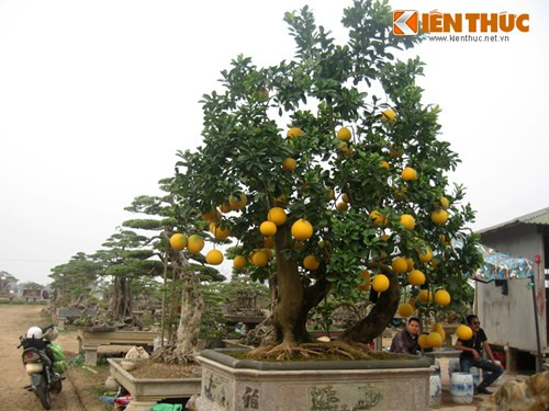 Khoảng hơn 2 tháng nay, đã có hơn chục người vào hỏi thuê với giá 30-40 triệu đồng nhưng ông Hùng không đồng ý. Thậm chí gần đây, có người trả giá gần 100 triệu đồng nhưng ông Hùng vẫn quyết giữ lại vườn để chưng Tết.