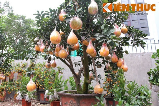 Theo người trông vườn cảnh, nhiều khách đến mua bưởi cảnh, trong đó có chậu 100 quả giá 40 triệu đồng.