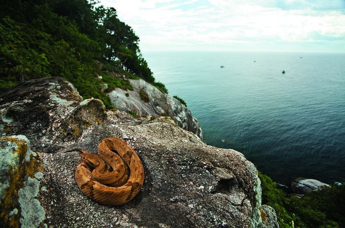 Đảo Ilha da Queimada Grande hay còn gọi đảo Rắn của Brazil được xem là "địa ngục" đối với những người sợ rắn. Theo ước tính, cứ mỗi mét vuông trên đảo lại xuất hiện 5 con rắn lớn.