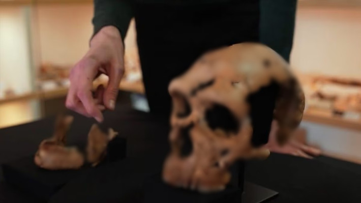 Trước khi tuyệt chủng, người Neanderthal đã giao phối với người Homo sapiens (người hiện đại). Do vậy, gene di truyền của người Neanderthal vẫn còn tồn tại trong một bộ phận cư dân ngày nay.