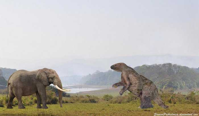Lười đất Megatherium có bộ xương chắc khỏe, với đai chậu lớn và chiếc đuôi nhiều cơ bắp rộng.