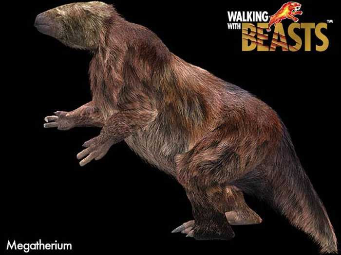 Megatherium dùng các móng vuốt cong của chân trước để tóm lấy các cành và ăn những chiếc lá ngon nhất. Cái lưỡi dài của chúng dùng để kéo những chiếc lá vào miệng rồi ăn ngấu nghiến.