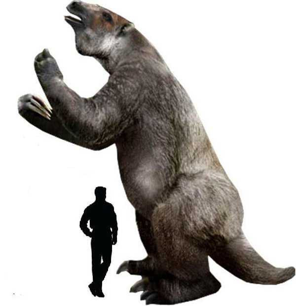 Nguyên do là bởi Megatherium có vóc dáng to lớn cùng với bộ móng sắc, dài và hai chi trước tấn công thì có thể dễ dàng tiêu diệt một con hổ răng kiếm khổng lồ.