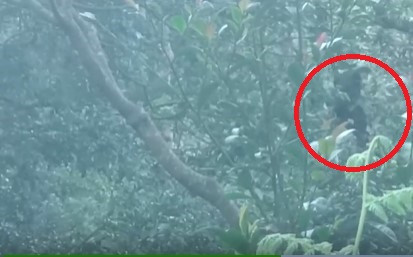 Lãnh đạo Vườn Quốc gia Bạch Mã cho biết thời gian gần đây nhiều loại động vật quý hiếm thuộc diện nguy cấp liên tục xuất hiện như: mang Trường Sơn, lửng lợn Đông Dương, gà lôi, voọc chà vá chân nâu... tại Vườn Quốc gia Bạch Mã.