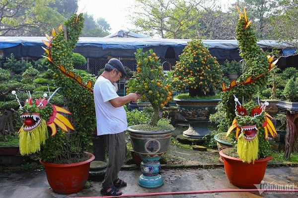 Cặp cây dáng rồng cuốn (rồng dáng đứng) có độ cao khoảng 2,5m, được tạo hình từ 3 cây quất mỗi chậu. Quất được chọn để uốn tạo hình là những cây có độ tuổi từ 2-3 năm, đã cứng, có sức sống tốt.