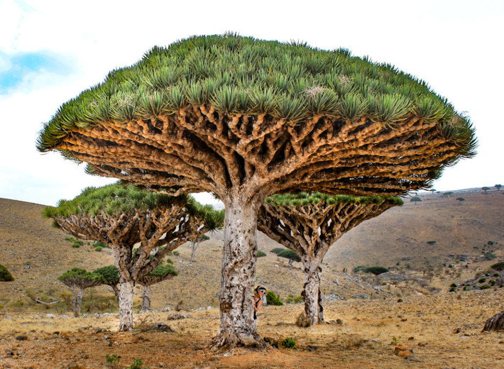Đảo Socotra của Yemen là một trong những địa điểm hẻo lánh nhất trên Trái đất. Nơi đây nổi tiếng với sự tồn tại của loài cây máu rồng vô cùng đặc biệt.