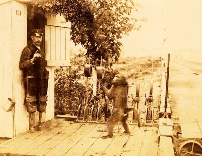 Một sự thật tưởng chừng là chuyện điên rồ xảy ra vào những năm 1880. Khi ấy, một con khỉ đầu chó tên Jack trở thành trợ lý của James - nhân viên tín hiệu đường sắt ở Nam Phi. James bị cụt hai chân nên đã dạy cho Jack phụ giúp anh làm công việc.