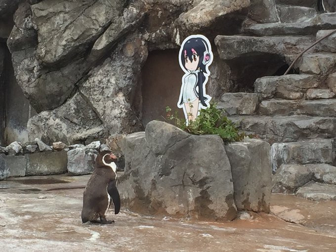 Mỗi ngày, chim cánh cụt Grape-kun đều ngẩn ngơ ngắm nhìn chằm chằm "nàng" cánh cụt trên tấm bìa các tông mỗi ngày.