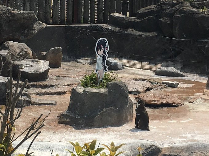 Chim cánh cụt Grape-kun ở sở thú Tobu, tỉnh Saitama, Nhật Bản nổi tiếng thế giới khi "phải lòng" một tấm bìa các tông với hình nhân vật Hululu - nàng cánh cụt được nhân hóa từ bộ phim hoạt hình Kemono Friends.