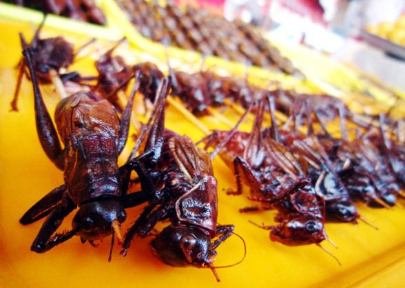 Người bán ở chợ Donghuamen nói rằng, châu chấu có hàm lượng chất xơ cao nên là món ăn rất tốt cho tiêu hóa.