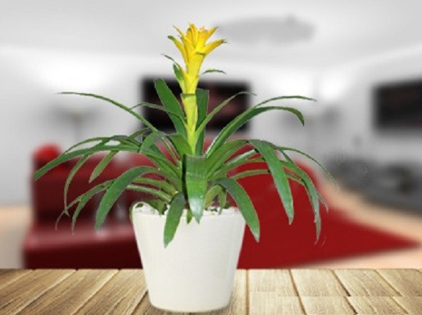 Tuổi Sửu: Những người tuổi Sửu trong công việc thường rất cương trực, thật thà nên đôi khi phải chịu thiệt thòi về quyền lợi. Từ đó, tiền bạc cũng bị ảnh hưởng đáng kể.