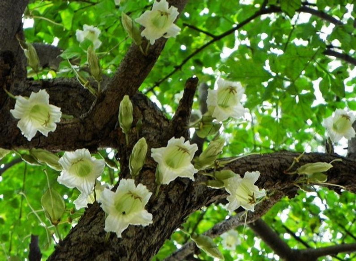 Cây nến còn được trồng làm cây cảnh, không chỉ vì hình dáng quả và hoa đặc biệt của nó.