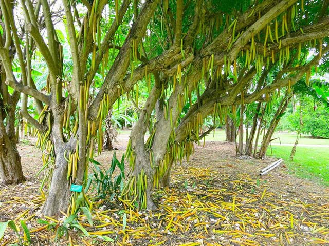 Cây nến có tên khoa học là Parmentiera cereifera, một cây nhỏ với vỏ cây xù xì thuộc họ Bignoniaceae, thường cao khoảng 10 mét, hoa màu trắng. Quả nến thường phát triển thành từng chùm dài màu vàng, có quả dài nhất lên tới 1 mét.