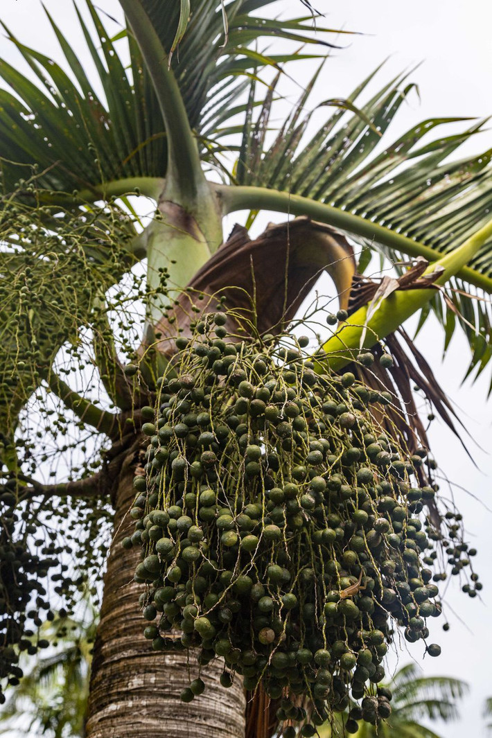 Brazil: Quả Acai được coi là thành phần chủ lực trong lĩnh vực làm đẹp tại Brazil. Loại quả này chứa nhiều vitamin A, B, C, E và chất chống oxy hóa. Phụ nữ Brazil không chỉ ăn Acai mà còn đưa nó vào nhiều loại kem dưỡng da cũng như lấy nước từ chúng và thoa lên cơ thể.