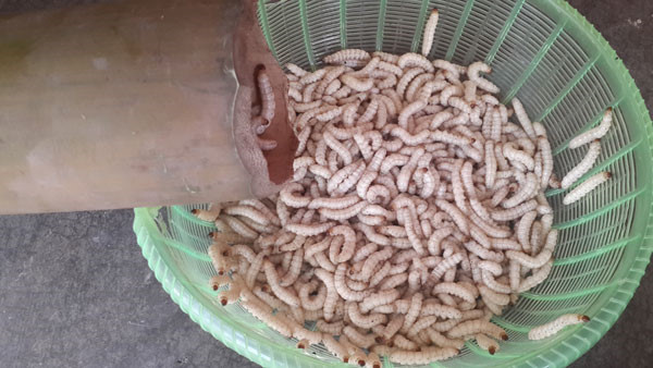 Sâu măng: Những món ăn kinh dị được liệt vào hàng ghê nhất nhì đất Mường của Hòa Bình là các loại sâu non. Đầu tiên là món sâu nấu măng. Món này là đặc trưng ở huyện Lạc Sơn, nhất là các xã giáp mạn Thanh Hóa và nước bạn Lào.