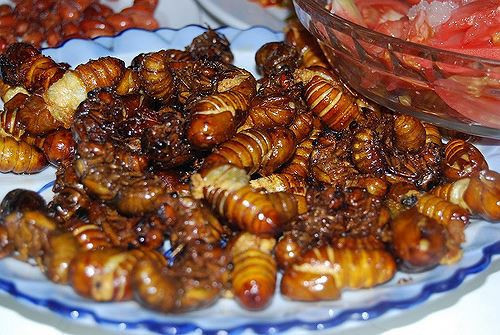 Muốn cầu kỳ hơn thì bỏ chân và rút ruột nhộng ve, sau đó nhét những hạt đậu phộng đã được rang giòn vào bụng, cho vào chảo đã có chút dầu nóng, đảo nhanh tay. Khi thấy ve đã vàng đều, bóng láng thì cho thêm chút nước mắm, bột ngọt, nhắc xuống bếp và trút ra đĩa. Ve sầu chiên giòn vừa mềm, có vị bùi, thơm lựng vừa giòn tan trong miệng.