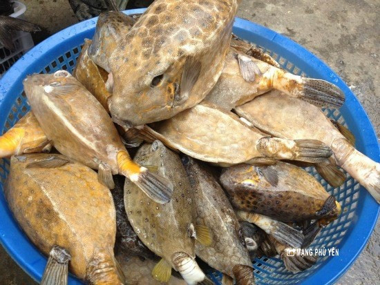 Ngoài ra, cá bò hòm còn có thể chế biến thành những món khác như cháo cá bò hòm, súp cá bò hòm, cá bò hòm chiên giòn… Nếu có dịp, hãy tìm đến và thưởng thức những món ăn từ cá bò hòm. Ảnh: Internet. Mời độc giả xem video "Chế biến món ngon từ nấm đông cô". Nguồn: VTC.