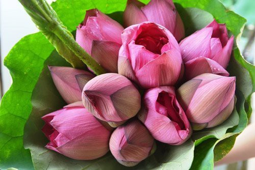 Trong quá trình ướp trà sen thì việc lấy gạo sen là công đoạn khó nhất, người nghệ nhân phải khéo tay, nhanh mắt để gạo không bị nát, giữ nguyên mùi thơm đặc trưng của sen.