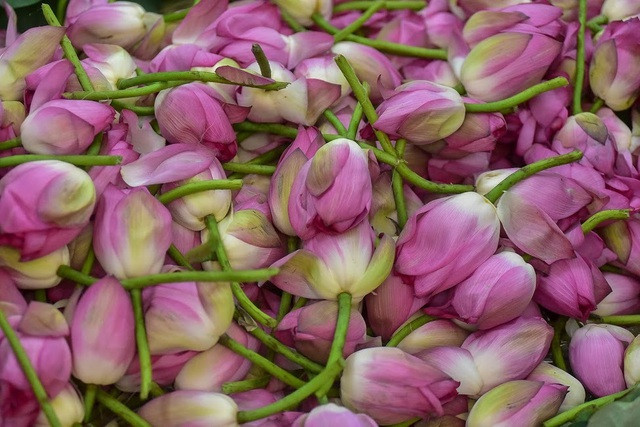 Về cách ướp trà sen truyền thống, để làm ra được 1kg trà sen, nghệ nhân cần từ 1000 – 1200 bông sen. Nghệ nhân phải chọn những bông sen mọc trong đầm làng Quảng Bá, sen phải được hái trước lúc mặt trời mọc sau đó mang về tách lấy gạo rồi mới đem ướp.