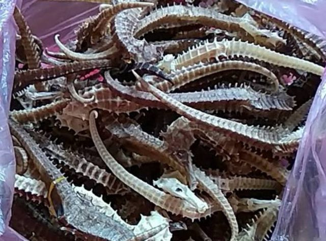 Cá ngựa khô là một trong những món thực phẩm được du khách săn đón tìm mua ở Nha Trang vào những năm gần đây. Cá Ngựa khô có thể dùng để ngâm rượu thuốc để uống. Tuy rượu ngâm cá ngựa khô có mùi hơi khó chịu nhưng nó rất được các ông các bác ưa thích. Ảnh: Internet. Mời độc giả theo dõi video "Chế biến món ngon từ nấm đông cô". Nguồn: VTC.