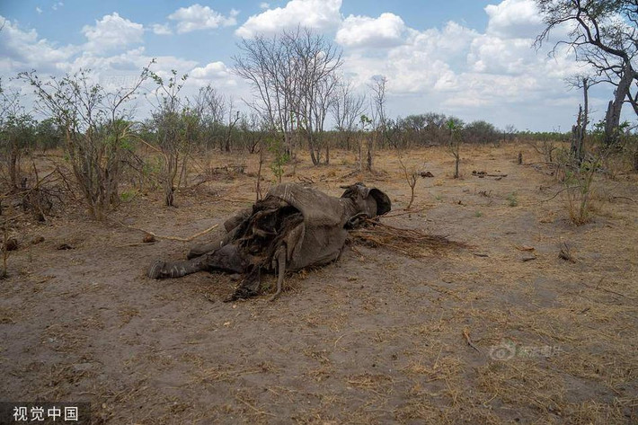 Trong ảnh là một con voi chết vì quá khát và đói ở công viên quốc gia Wanda, Zimbabwe. Theo tìm hiểu, suốt hai tháng vừa qua, Zimbabwe đang trải qua một trong những đợt hạn hán tồi tệ nhất trong lịch sử.